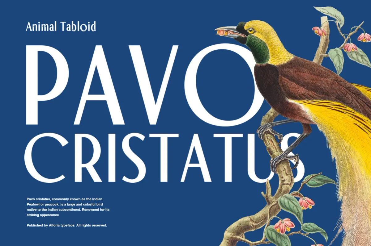 Alforia - Vintage Sans Serif Font
