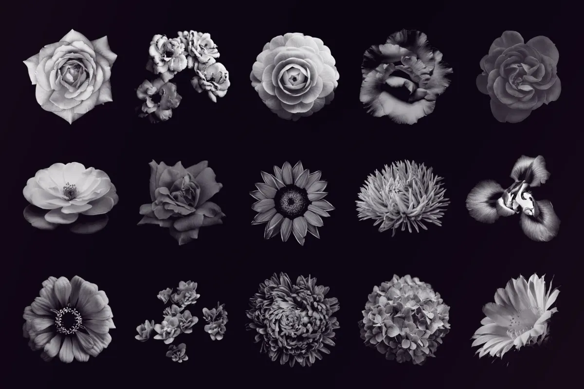 Elegant Flower Photoshop Brushes
