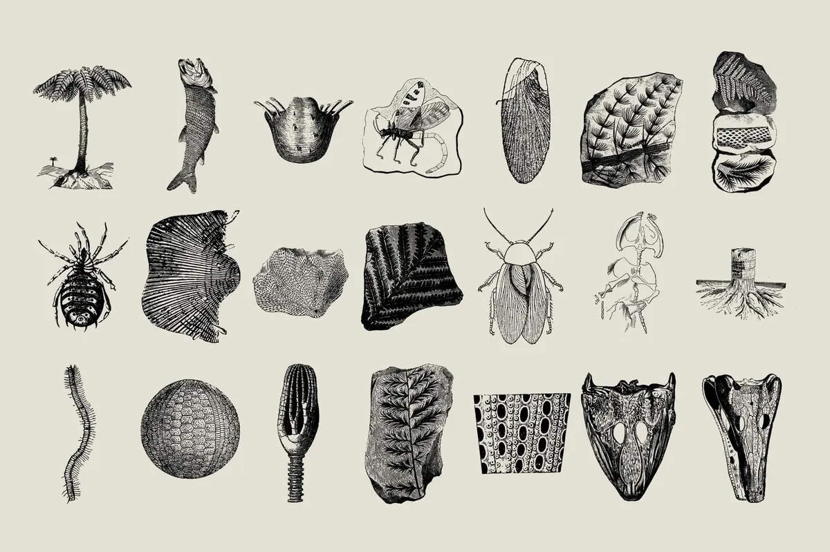 Dinosaurs and Fossils