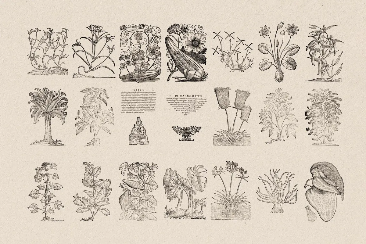 Botanical Illustrations