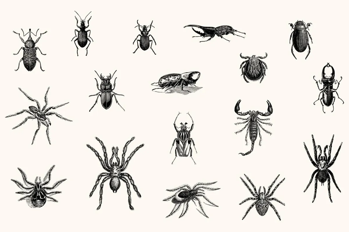 Insects – Vintage Engraving Illustrations