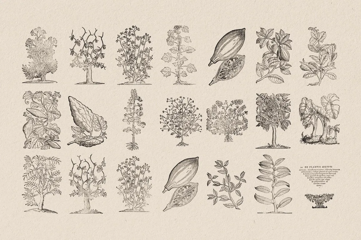 Botanical Illustrations
