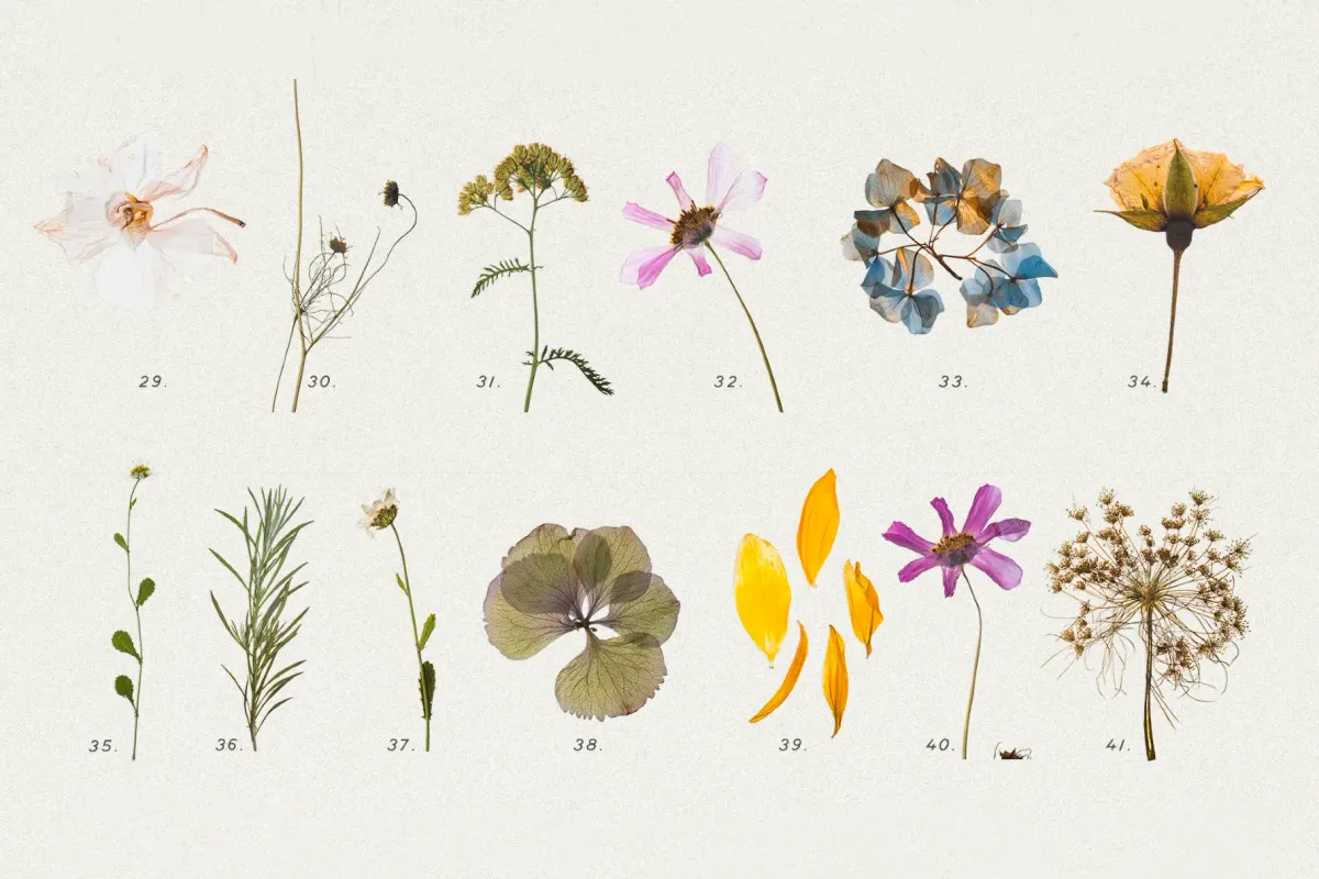 Pressed Dry Flowers & Herbs