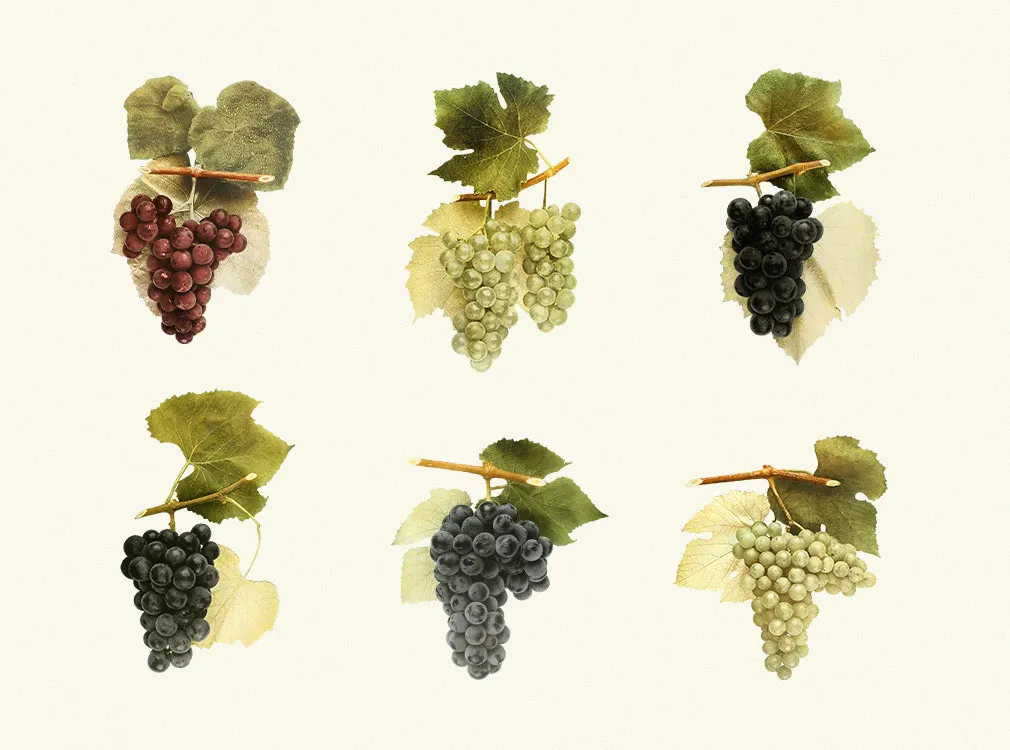 Sunny Grape Vintage Clipart