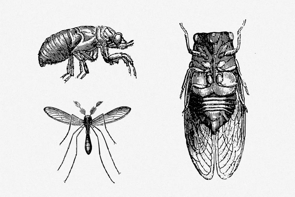 Insecta Vector Illustrations Set