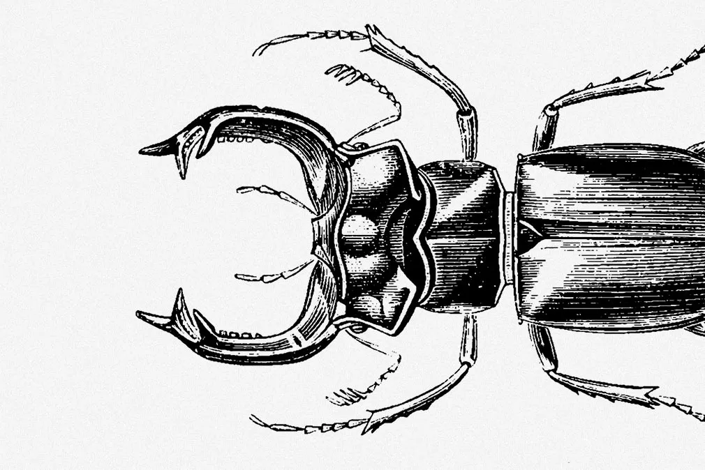 Insecta Vector Illustrations Set