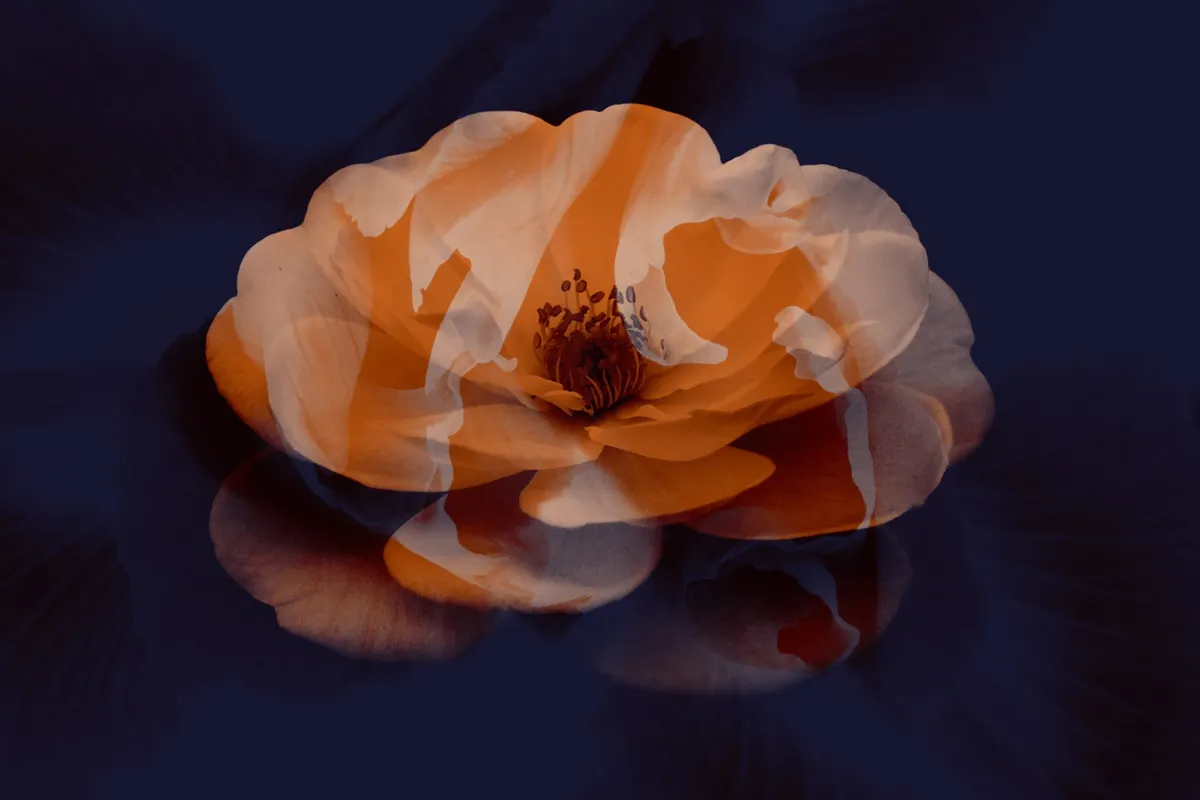 Elegant Flower Photoshop Brushes