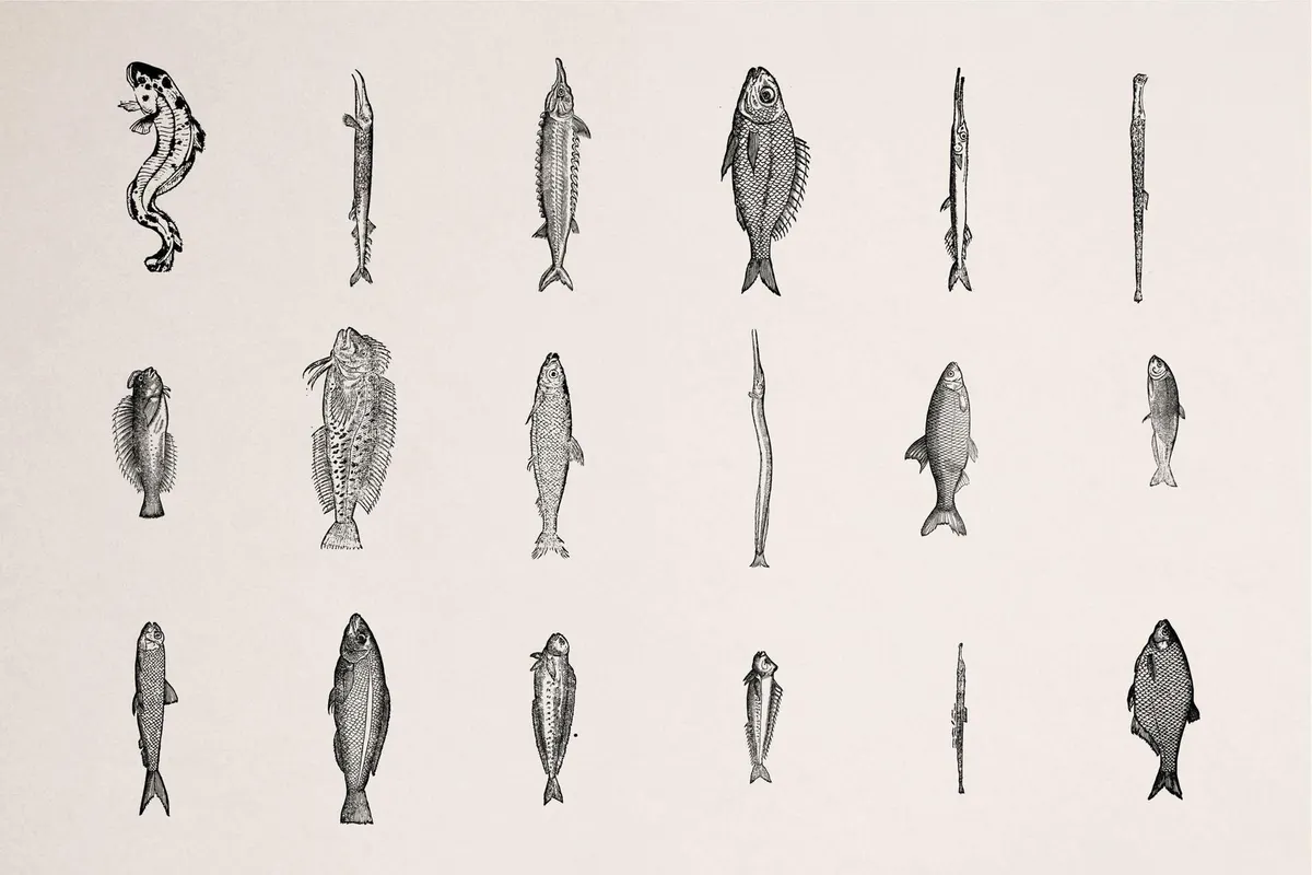 A Renaissance Field Guide to Fish