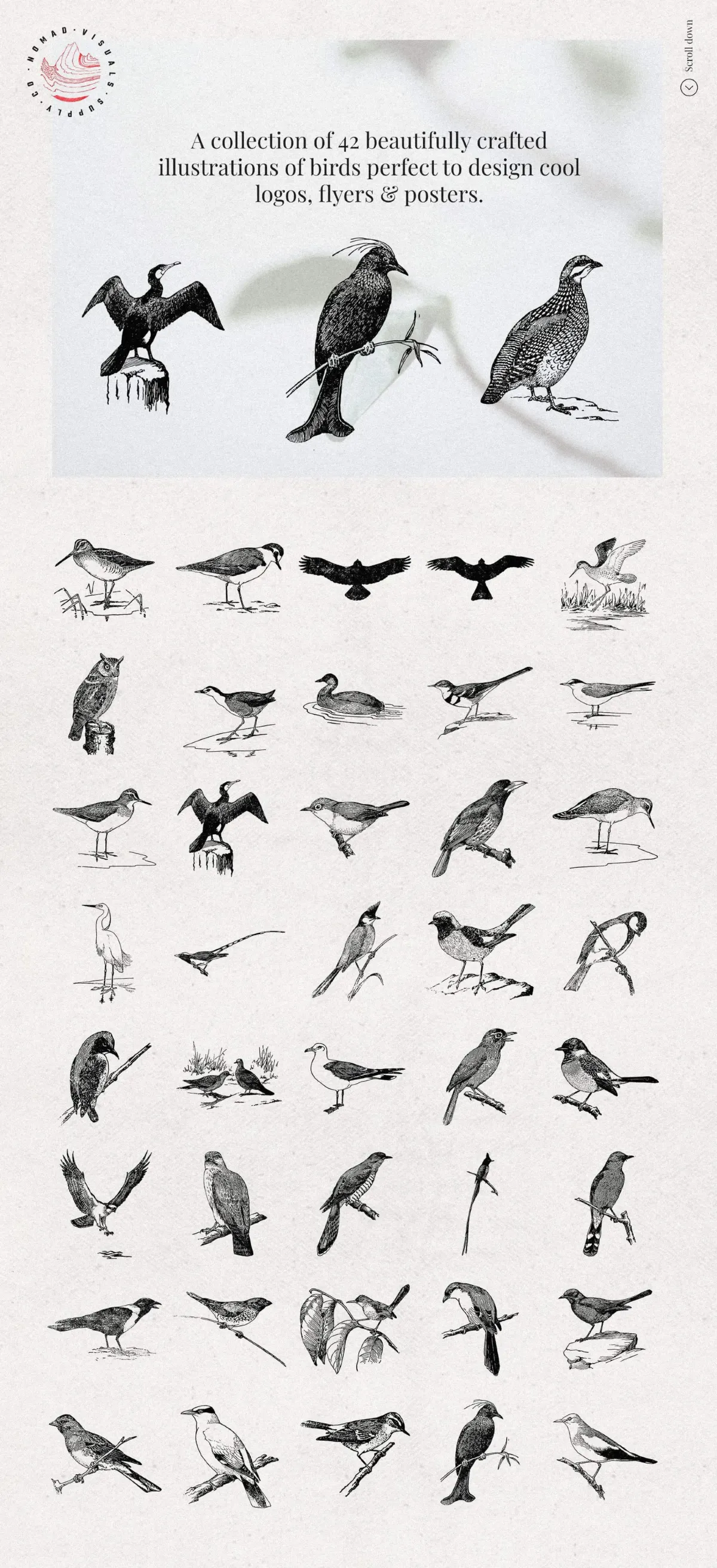 Birds Illustrations