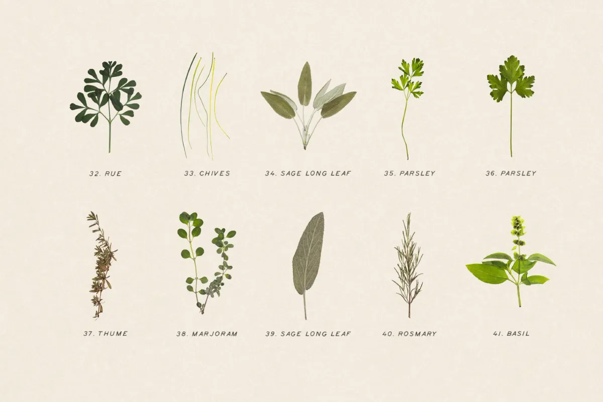 Dried Green Leaves Clipart