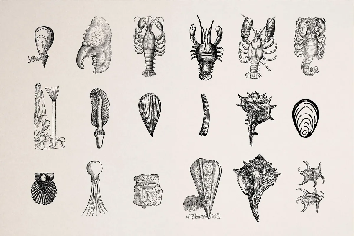 Creatures of the Reef