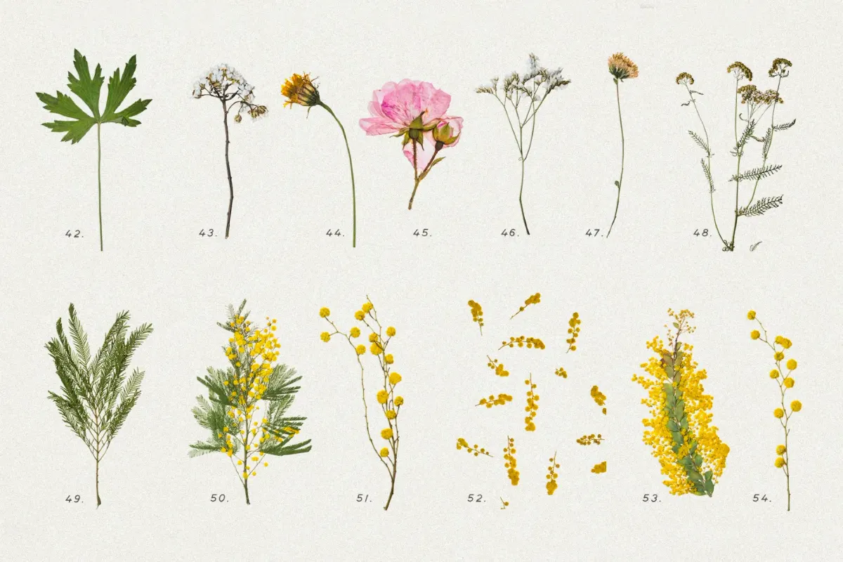 Pressed Dry Flowers & Herbs