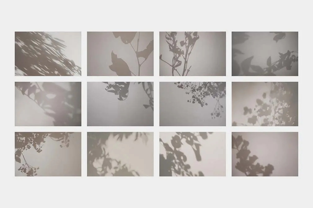 Botanical Shadow Photo Overlays