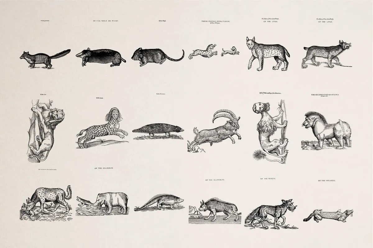 Four Footed Beasts and Animals