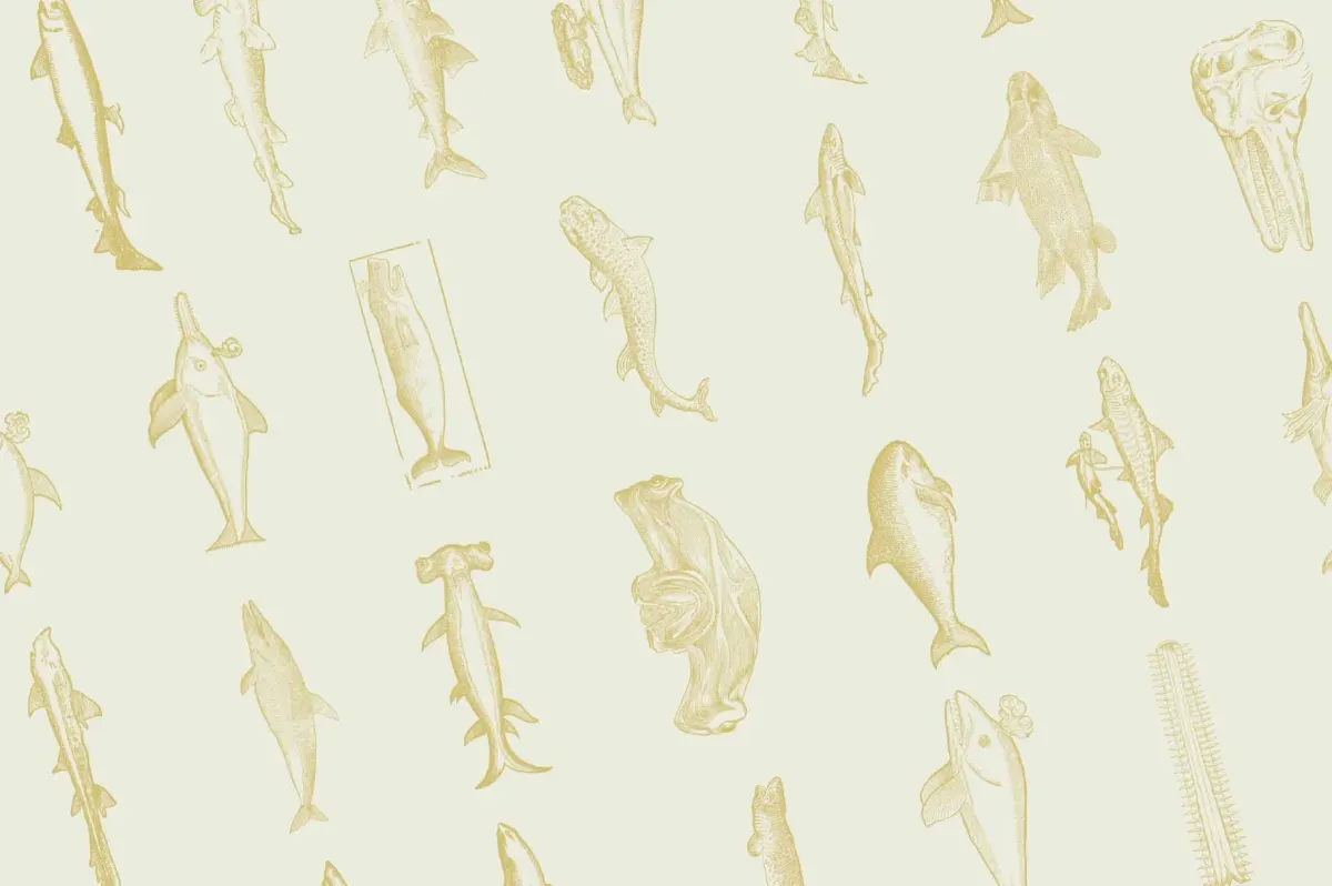 Whales & Sharks Illustrations