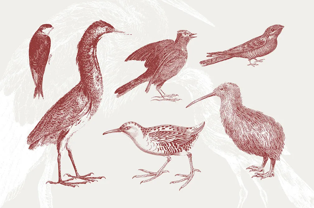 36 Engraved Bird Illustrations