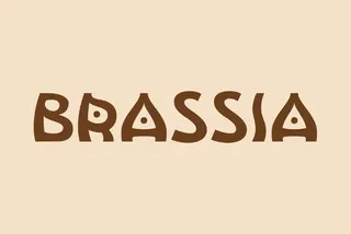 Brassia - Decorative Display Font