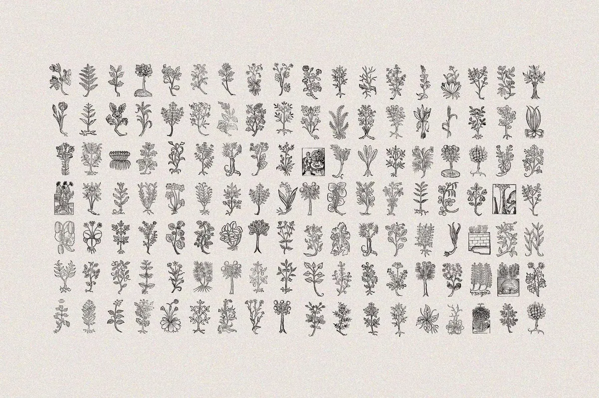 Herbarium Medieval Botany Collection