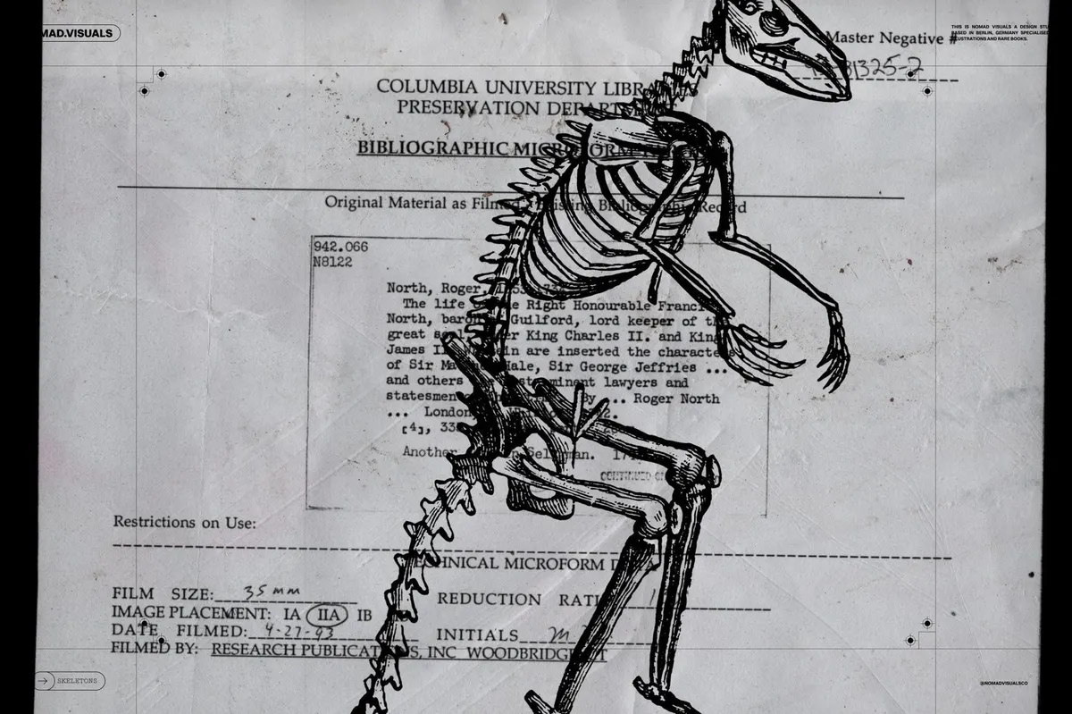 Skeletons & Bones Vector Set