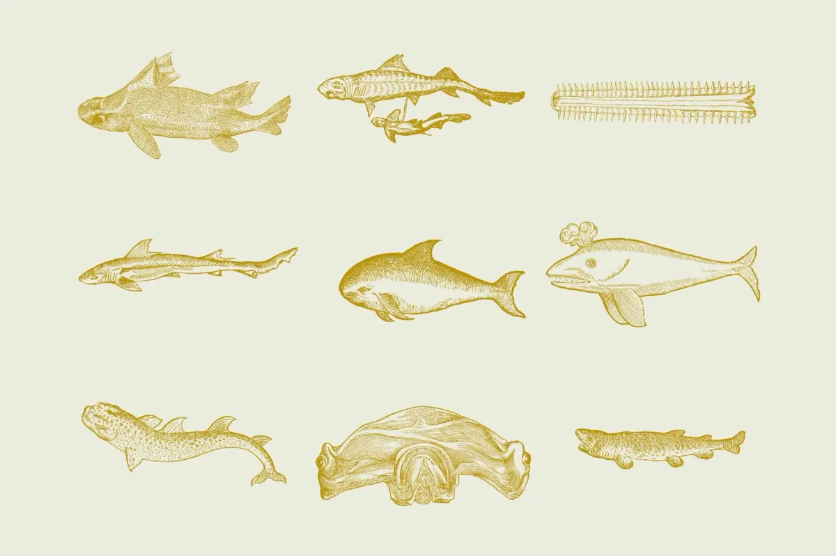 Whales & Sharks Illustrations