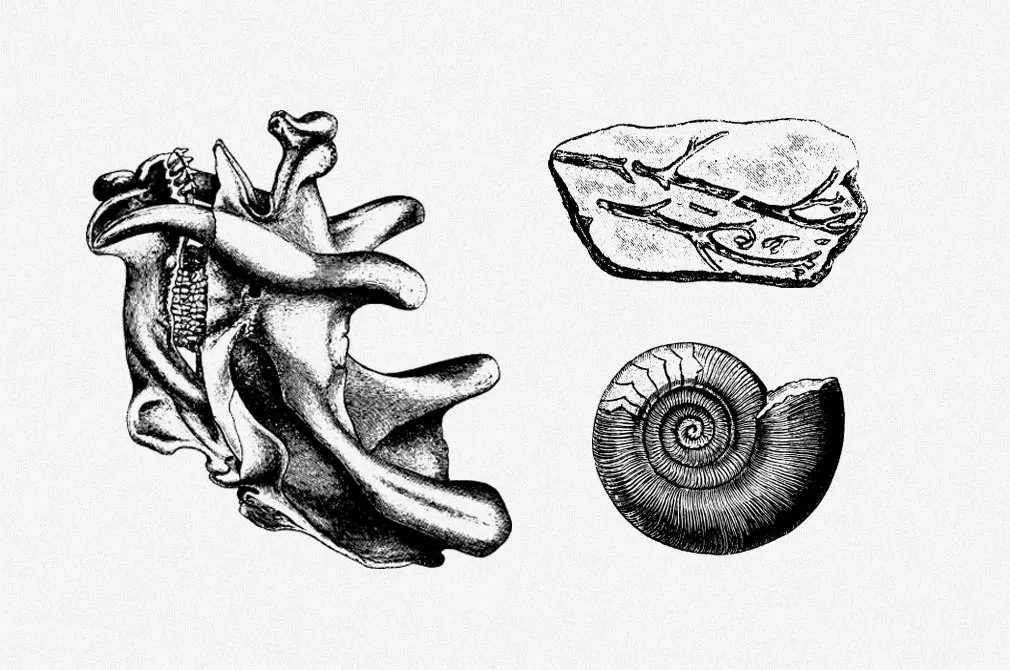 Fossils Vector Illustrations Set