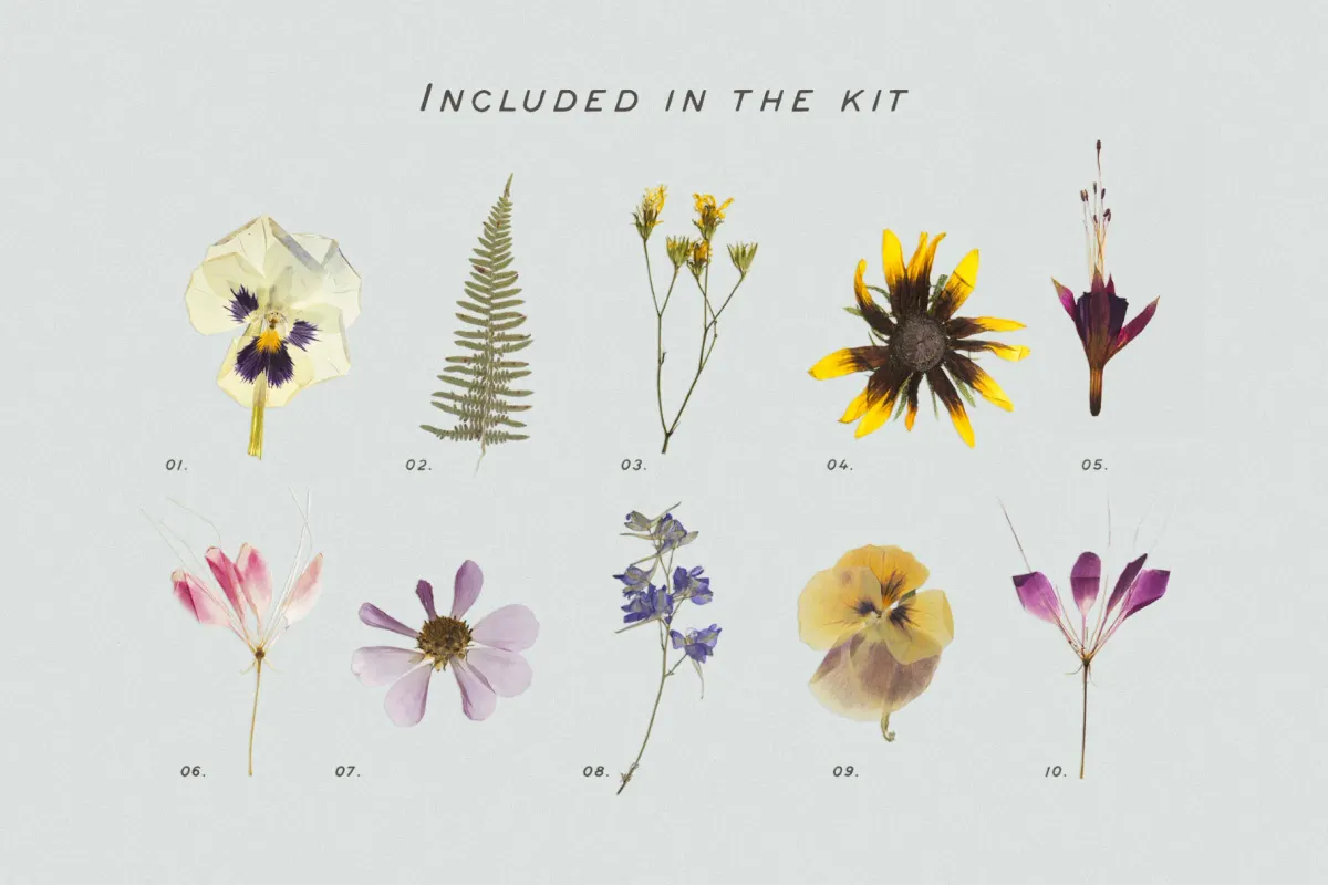 Pressed Dry Flowers & Herbs Vol.2