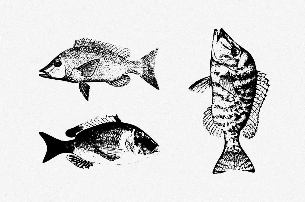 Fishes Vector Illustrations Set
