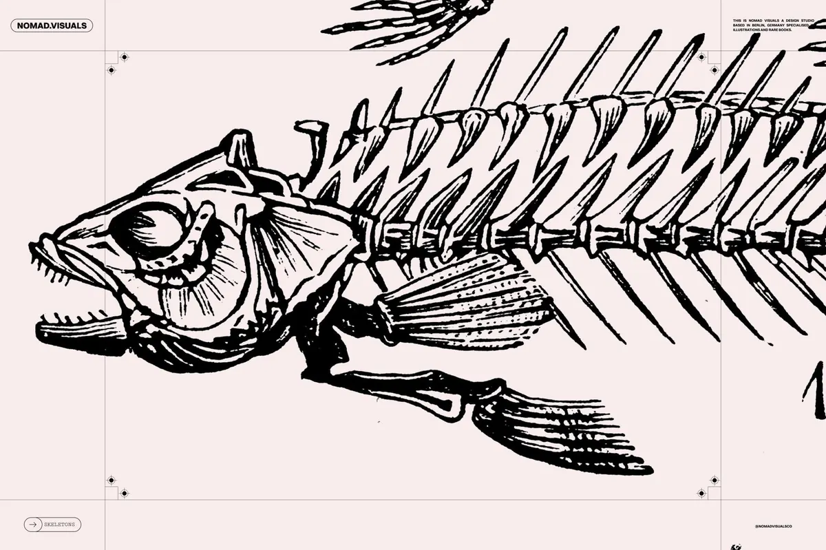 Skeletons & Bones Vector Set