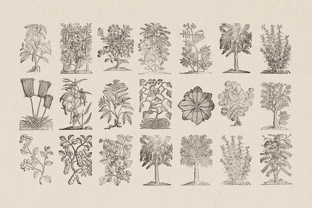 Botanical Illustrations
