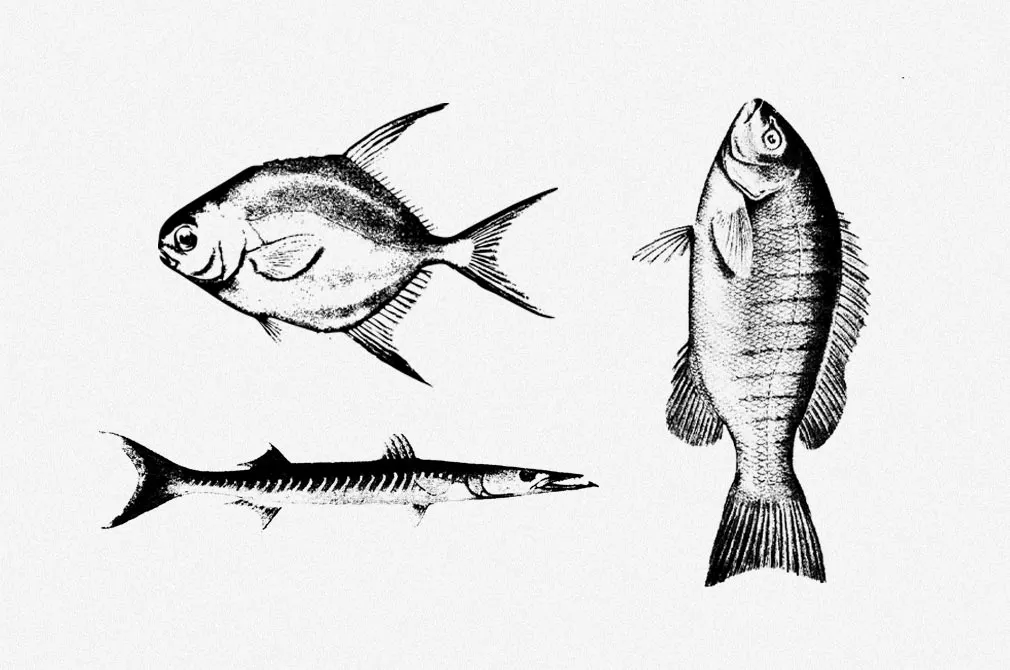 Fishes Vector Illustrations Set