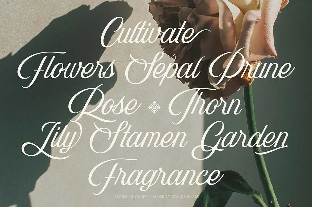 Seasons Script Font