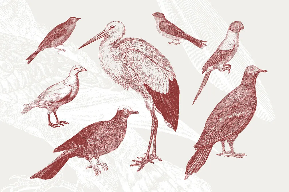 36 Engraved Bird Illustrations