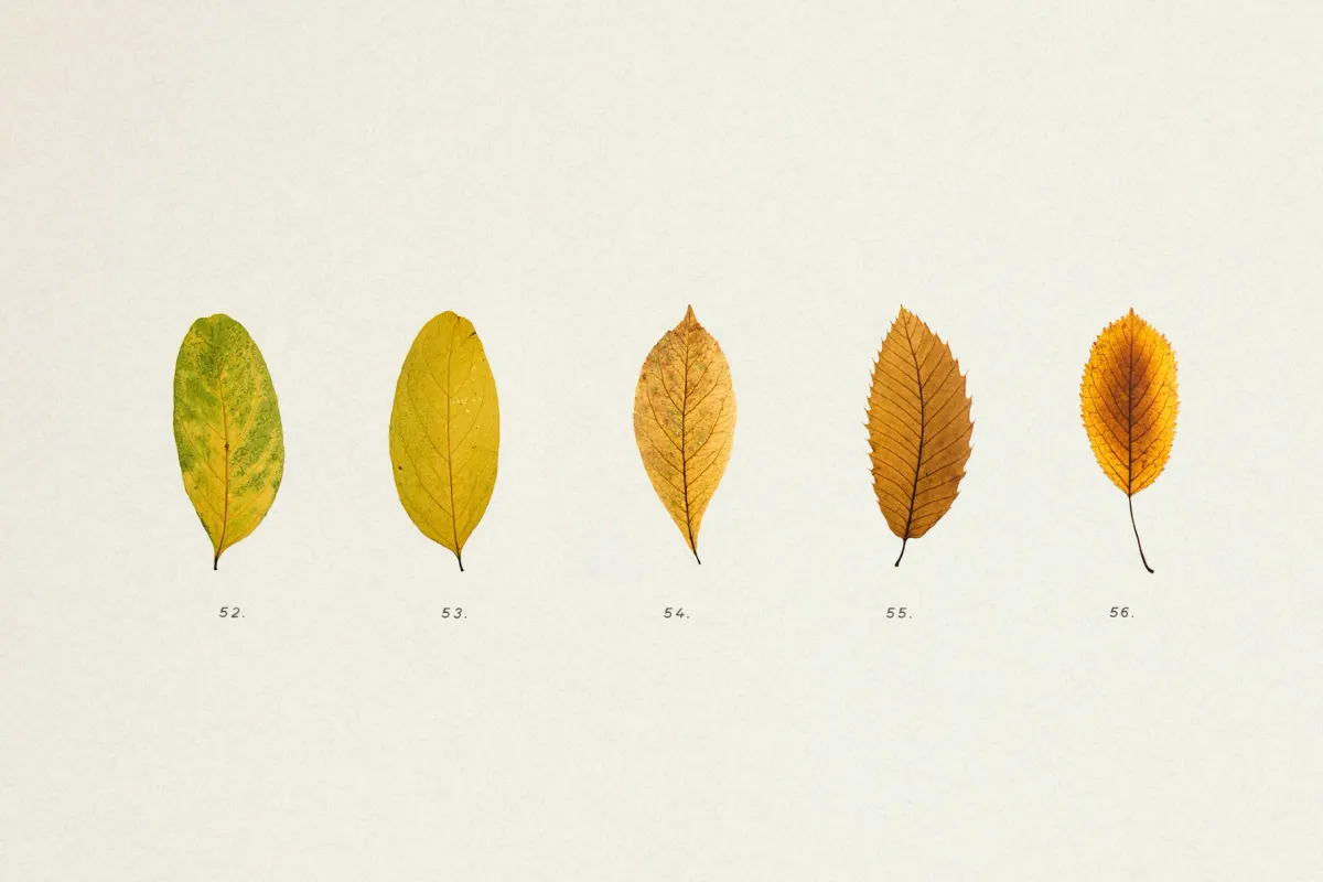 Dried Autumn Leaves Clipart