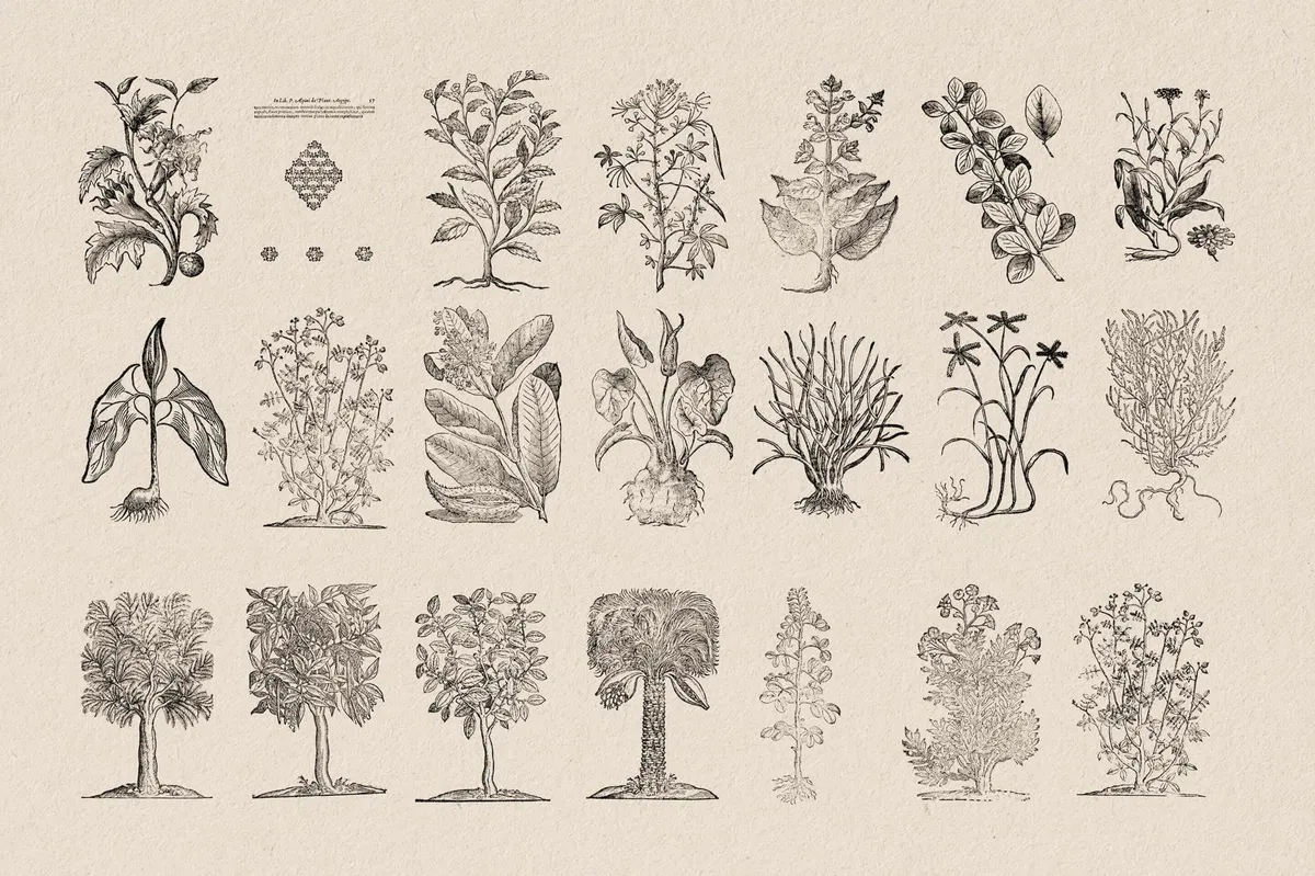 Botanical Illustrations