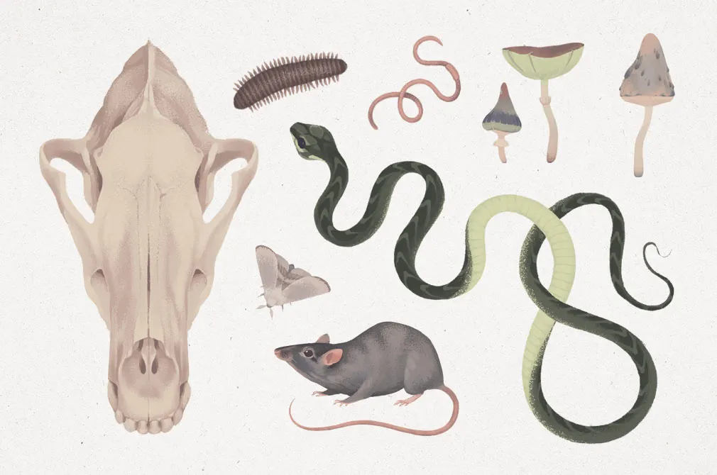 Natural Halloween Graphic Set