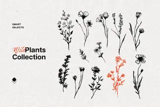 Wild Plants Graphic Set