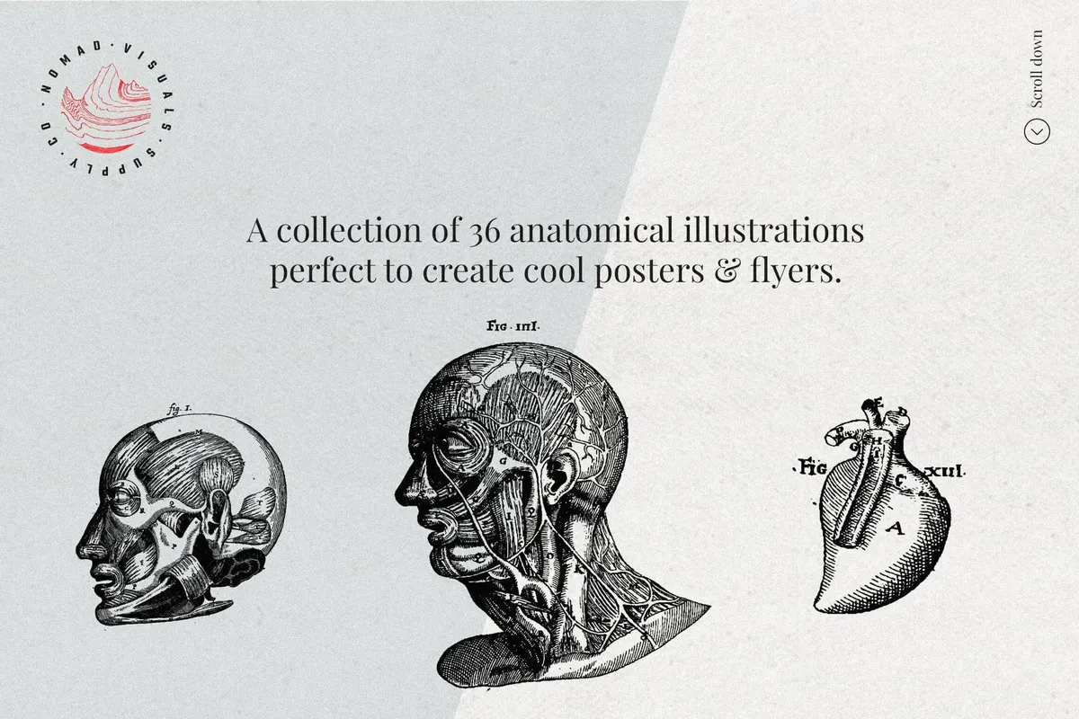Anatomy Illustrations