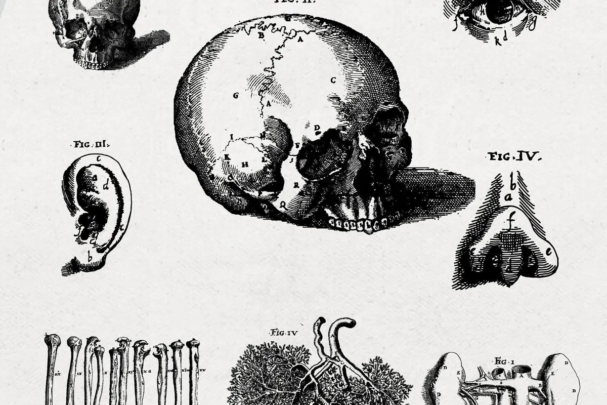 Anatomy Illustrations