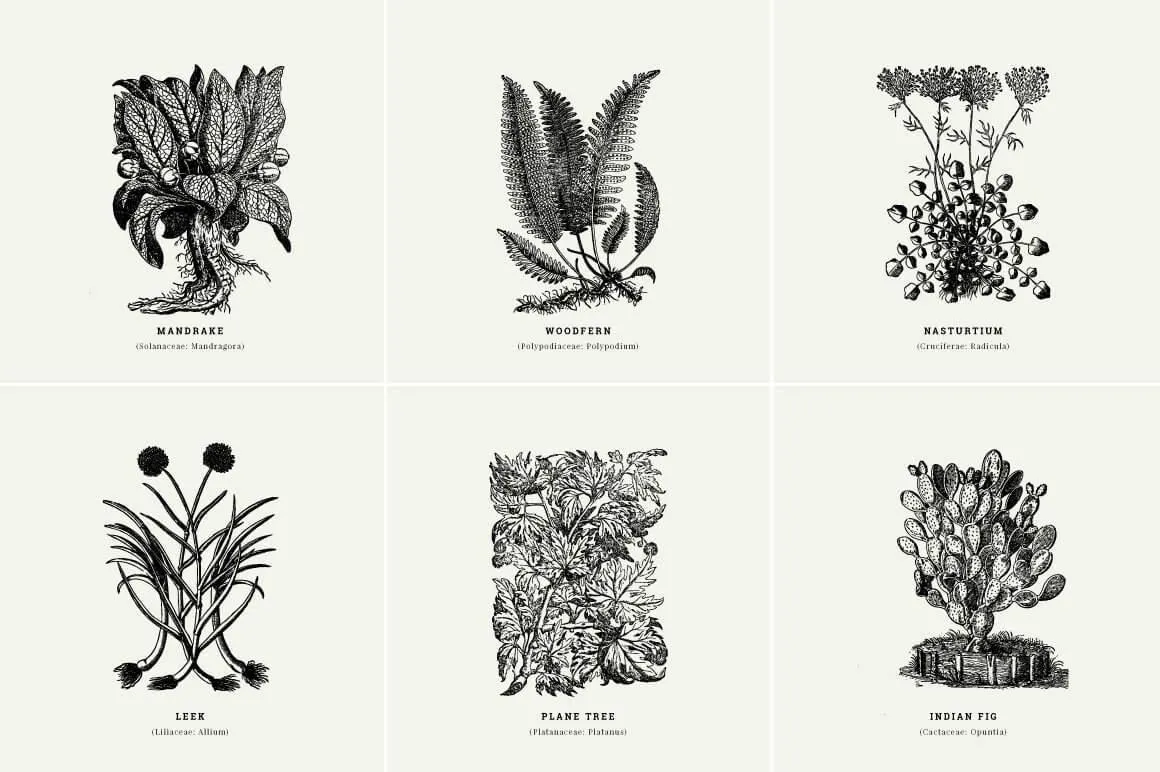 Botanical Illustrations