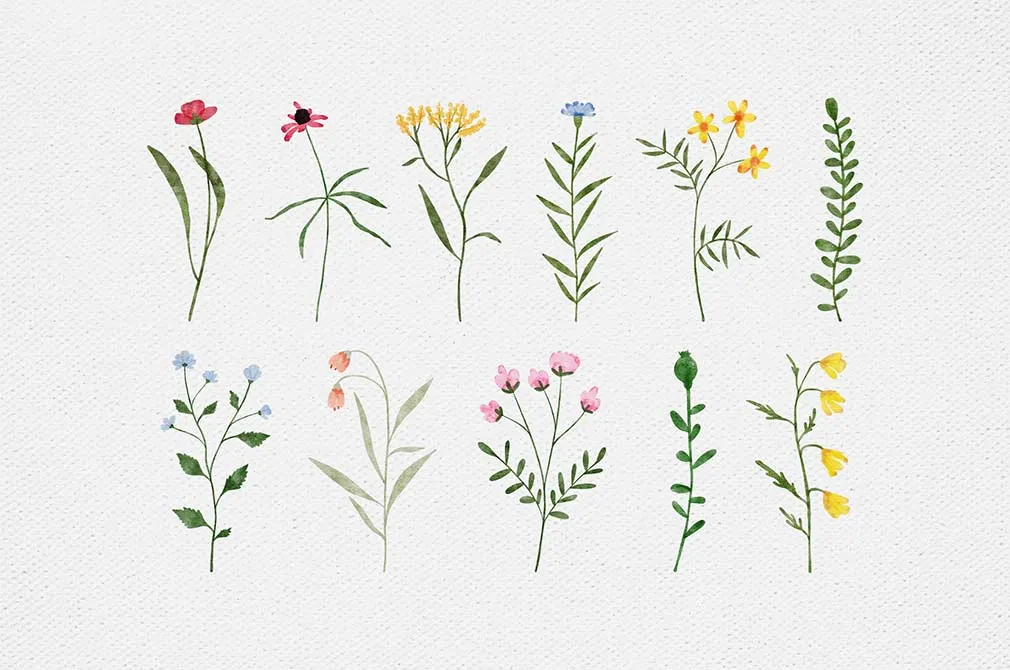 Wildflowers Watercolor Collection