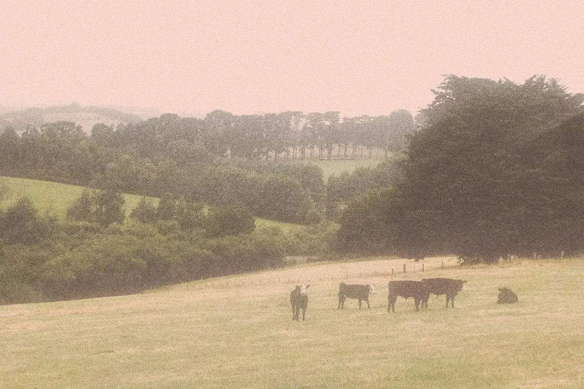 Soft Photo Effect