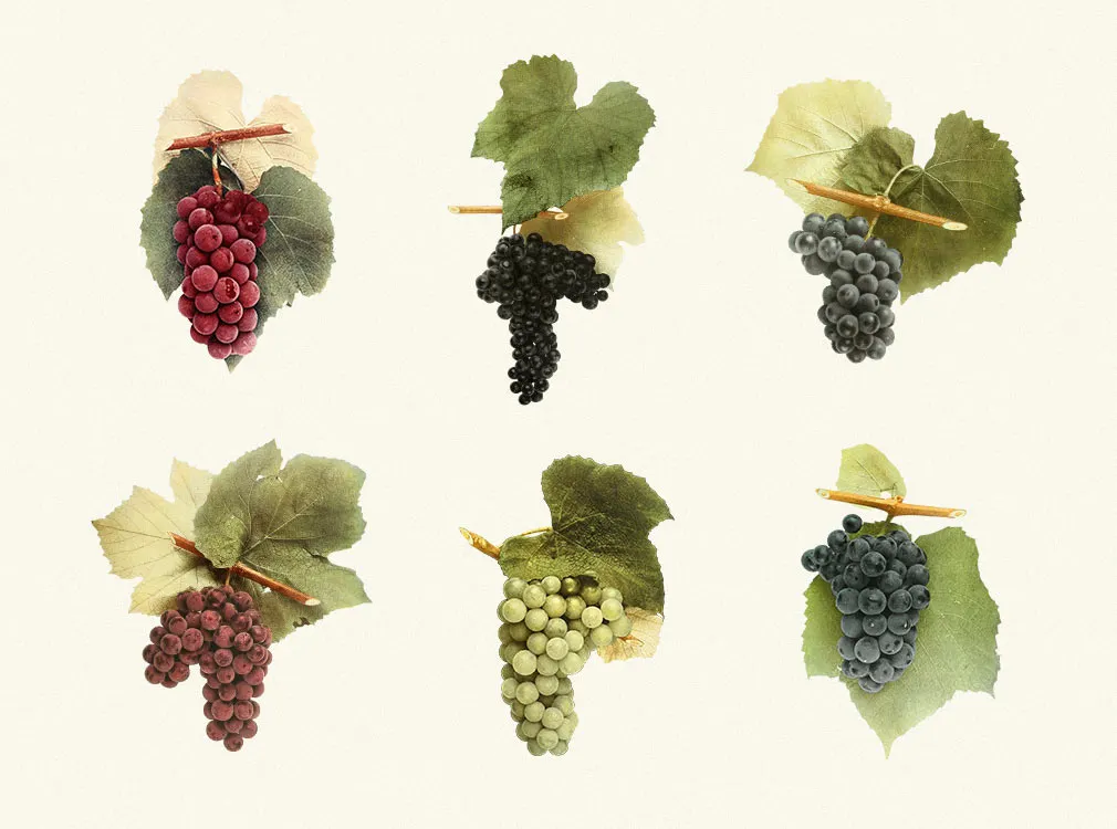 Sunny Grape Vintage Clipart
