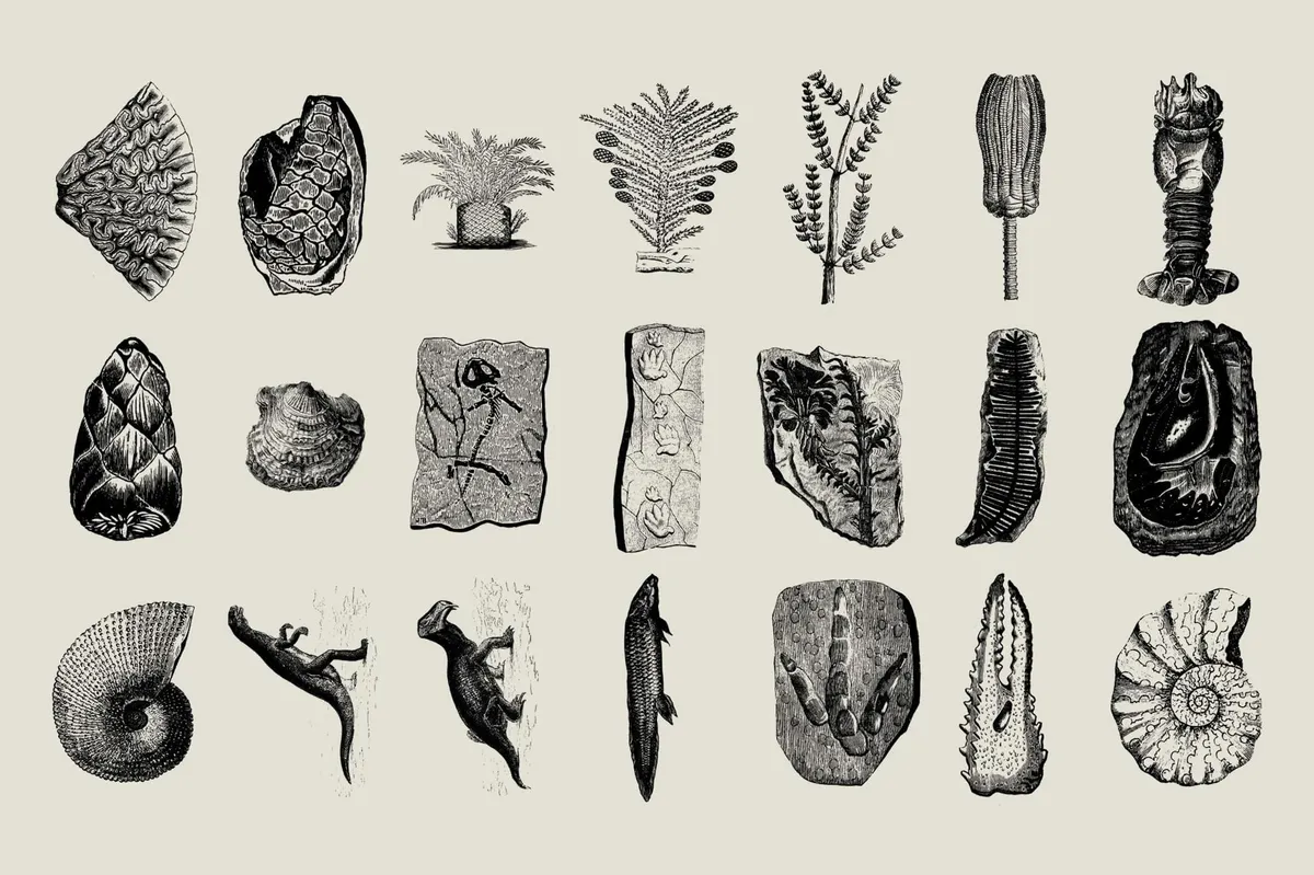Dinosaurs and Fossils
