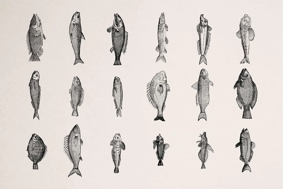 Fish Illustrations