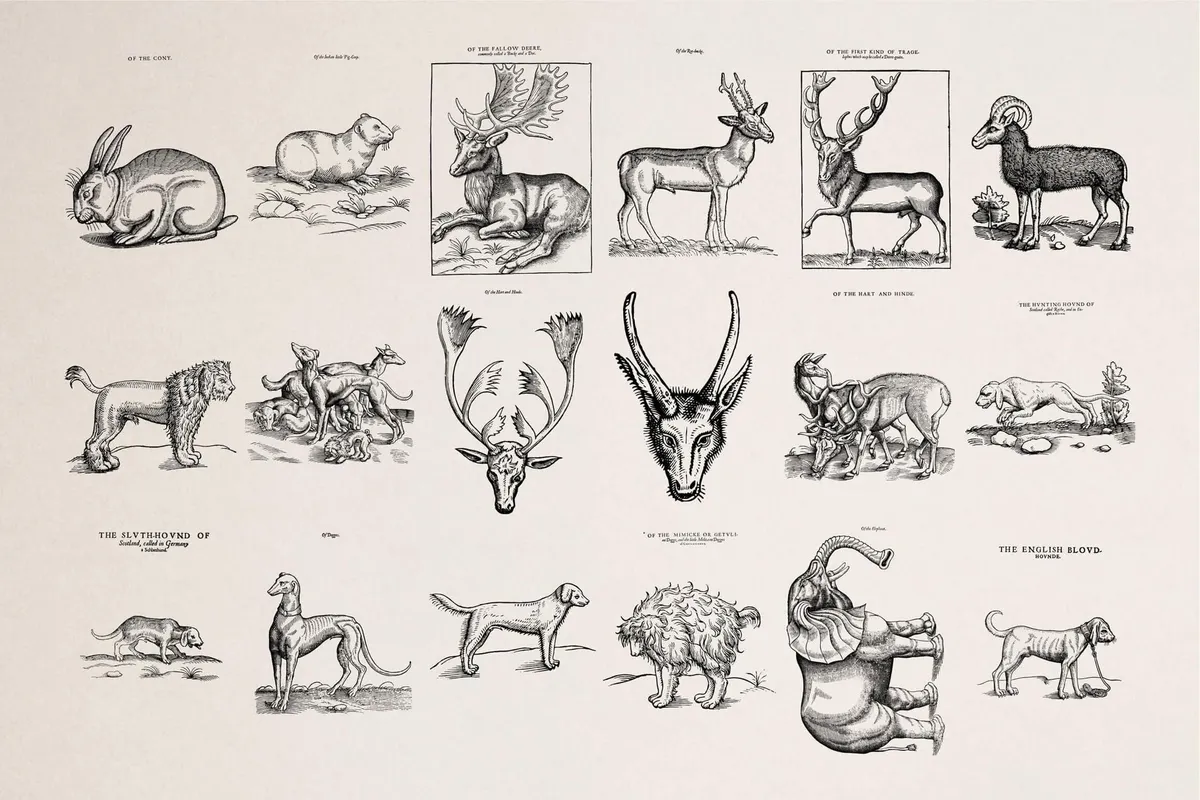 Four Footed Beasts and Animals