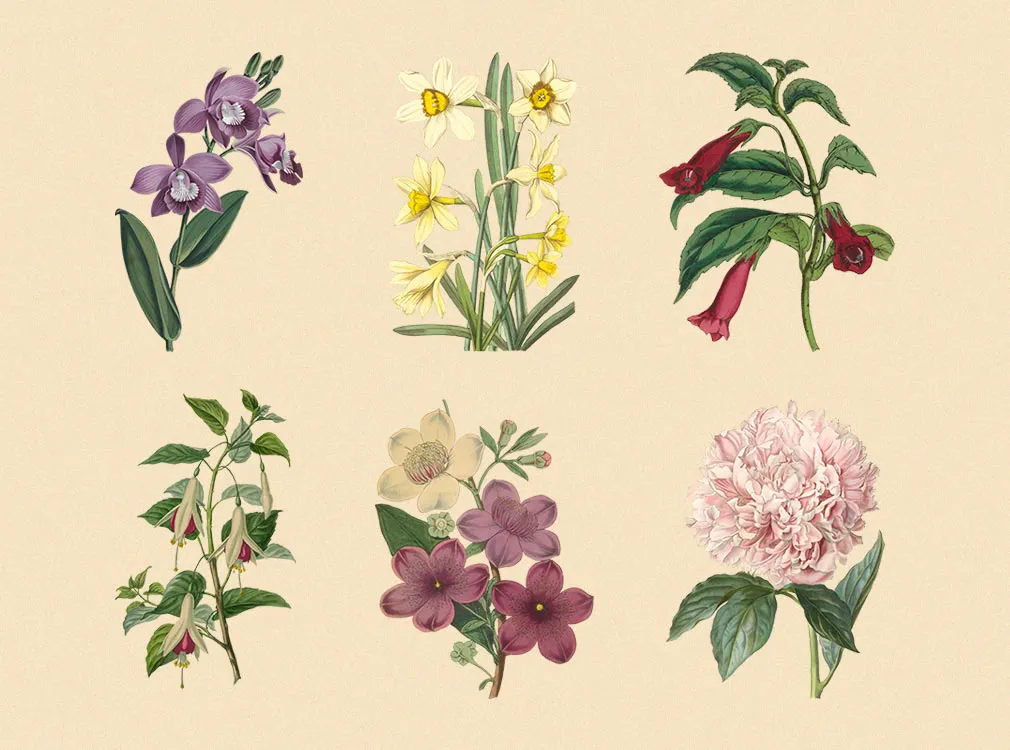 Vintage Herbarium Illustrations
