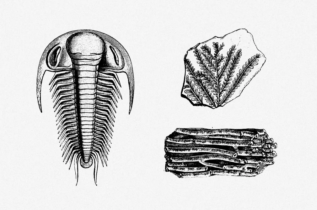 Fossils Vector Illustrations Set